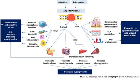 Adiponectin As A Therapeutic Target For Diabetic Foot Ulcer