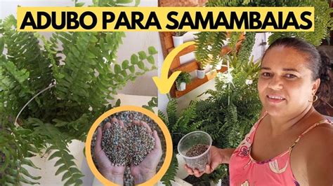 O MELHOR ADUBO PARA SAMAMBAIAS Dicas De Cuidados Para Sua Samambaia