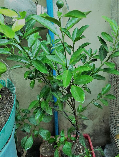 Best Fertilizer For Calamansi Tree: How & When To Apply