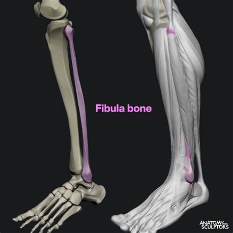 Anatomy For Sculptors - The fibula bone 