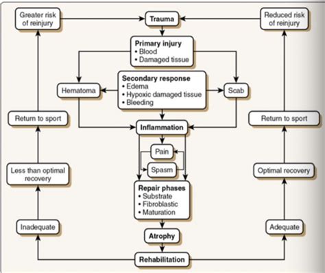 Lecture Rehabilitation Of Msk Injuries Flashcards Quizlet