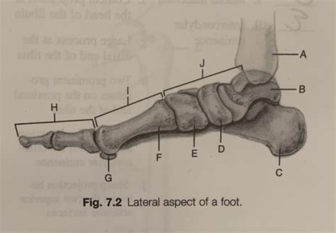 Positioning - Chapter 7 - Anatomy of medial aspect of foot Flashcards ...