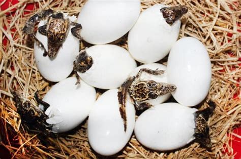 Terlihat Mencurigakan 5 Telur Ini Bisa Dimakan Salah Satunya Telur