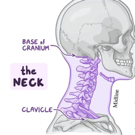 Lectures 11 12 Triangles Of The Neck Root And Viscera Of The Neck The Temporal Infratemporal