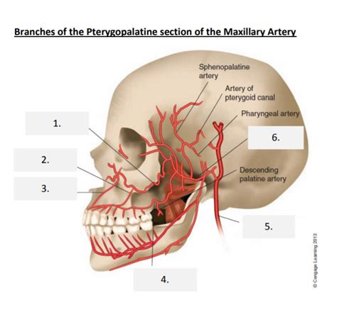 Pterygopalatine Section Of Maxillary Artery Diagram Quizlet