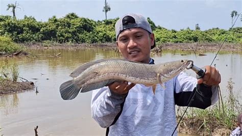 IKAN GABUS BESAR PENGHUNI SPOT YANG HAMPIR KERING CASTING SNAKEHEAD