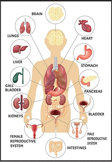 Human Anatomy Chart Anatomical Charts Skeletal System Charts Artofit