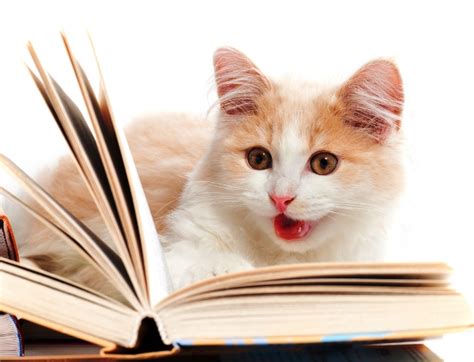 Of The Best Cat Books For Cat Lovers