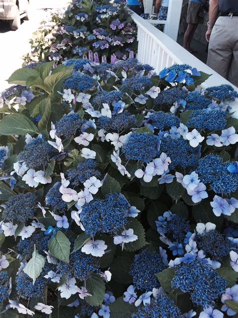 My Previous Post About Hydrangeas Was Narrow In Scope Annabelle