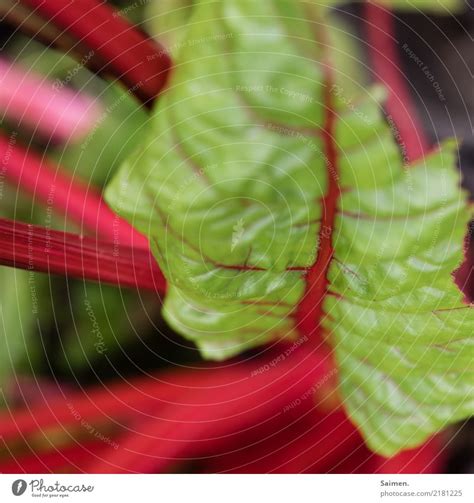 Gesund Und Bunt Gesundheit Ein Lizenzfreies Stock Foto Von Photocase