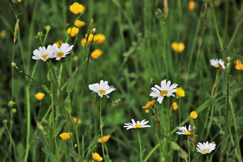 N14 Flowering Lawn Mixture | Naturescape Wildflower Farm