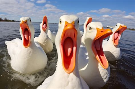 Premium Photo Ducks Quacking Loudly In A Group