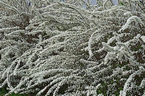 How And When To Prune Spirea Shrubs Gardeners Path