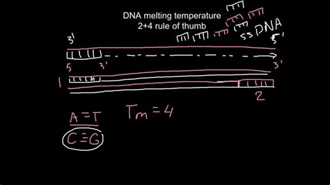 The Melting Temperature Tm Is The Temperature At Which One Half Of A Particular Dna Duplex