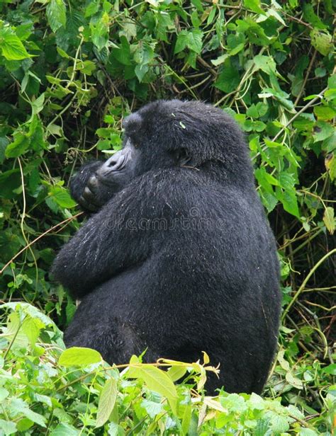 Closeup Side On Portrait Of Endangered Adult Silverback Mountain