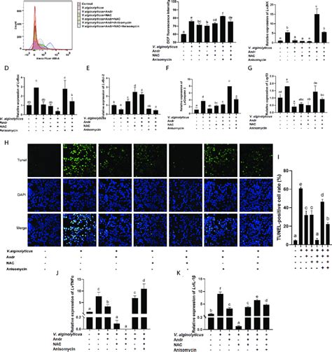 Andr Reduces V Alginolyticus Induced Apoptosis By Inhibiting ROS