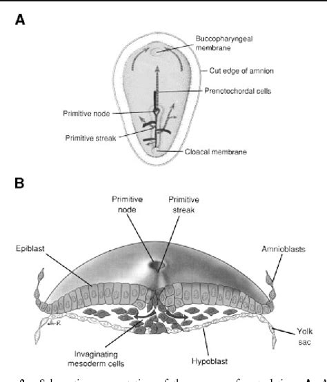 Figure 2 from Embryology of neural tube development. | Semantic Scholar