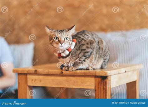 Bengal Cat Is Sittin On The Table Stock Image Image Of Domestic