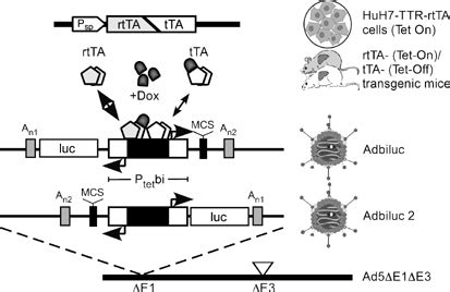 Schematic Representation Of Dox Regulated Gene Expression By Adenoviral