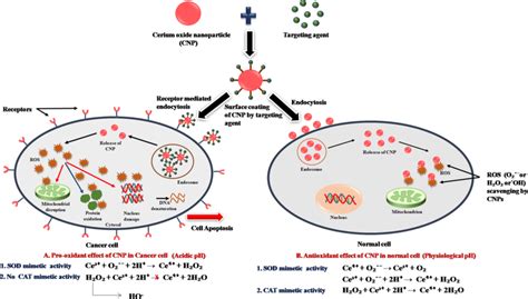 Cerium Oxide Nanoparticles With Antioxidant Capabilities Off