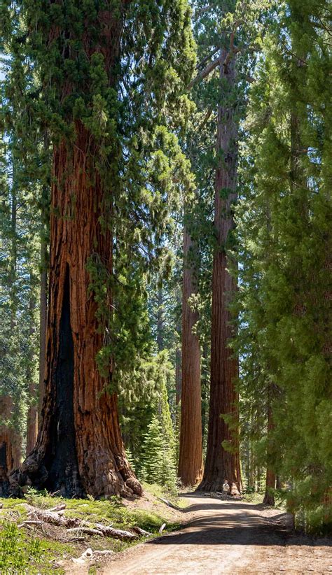 Mariposa Grove Trail: The Best Sequoia Hike in Yosemite National Park ...