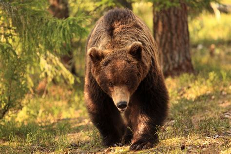 Ursus Arctos Forum Für Naturfotografen