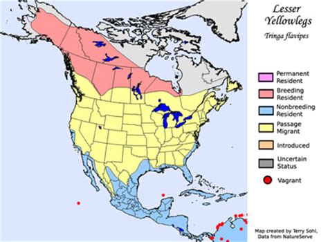 Identification Keys and Tips - Lesser vs. Greater Yellowlegs