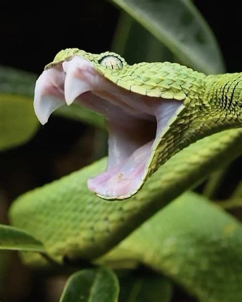 Nature Geography On Instagram This Is A Western Bush Viper 🐍 Video By