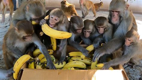 Smart Monkeys Ate Up To Five Bananas At A Time Feeding Box Banana