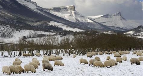 O GRITO DO BICHO ANIMAIS ESTÃO SOFRENDO O INVERNO RIGOROSO NA