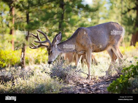 Mule deer (lat. Odocoileus hemionus) in the woods of Bryce Canyon ...