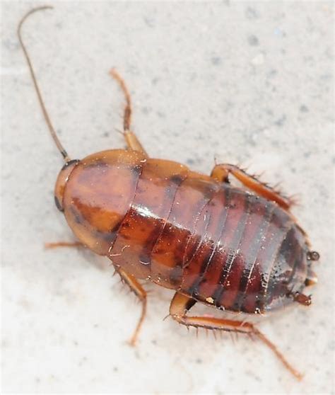 Genus Parcoblatta Wood Cockroaches Parcoblatta Pennsylvanica