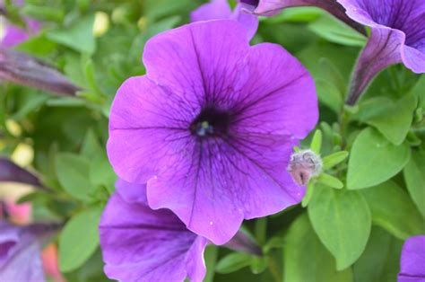 Petunia Potunia Cobalt Blue Petunia Garden Center Marketing