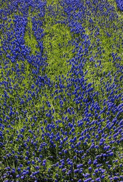 Flores Desabrochando Como Pano De Fundo Foto Premium