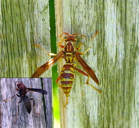 Paper Wasps | EZ GRO Garden