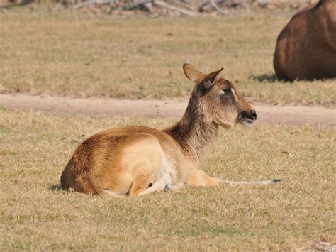 The Online Zoo Nile Lechwe