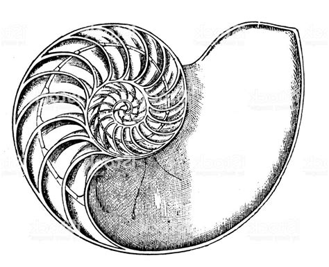 Nautilus Shell Drawing | Free download on ClipArtMag