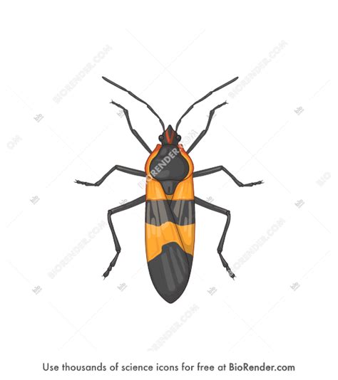 Free Large Milkweed Bug Oncopeltus Fasciatus Icons Symbols And Images