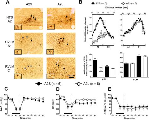 (A) Representative photomicrograph of coronal medulla section (40 μm ...