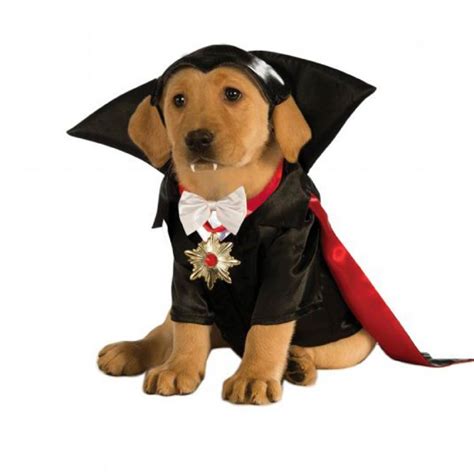 Ideas Originales Para Disfrazar A Tu Perro Este Halloween Fotos El