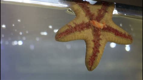 Feeding Our Chocolate Chip Starfish Starfish Feeding How Starfish