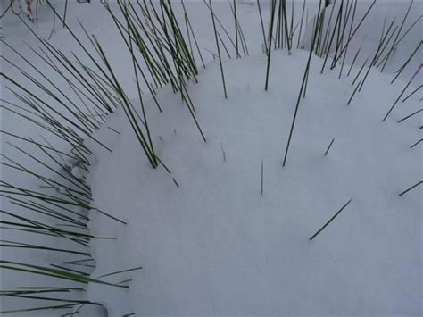 Stipa Gigantea Reuzen Vedergras Straalhaver Bloemenpark Appeltern