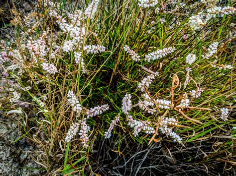 Lake Wales Ridge Wildlife And Environmental Area Lake Wales Fl The Lazy Naturalist