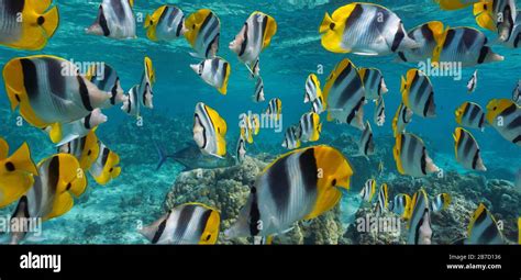 Tropical fish school underwater, Pacific double-saddle butterflyfish ...