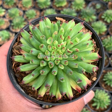 Sempervivum Plants For Sale From Kaktus Id Source Quality Cactus And