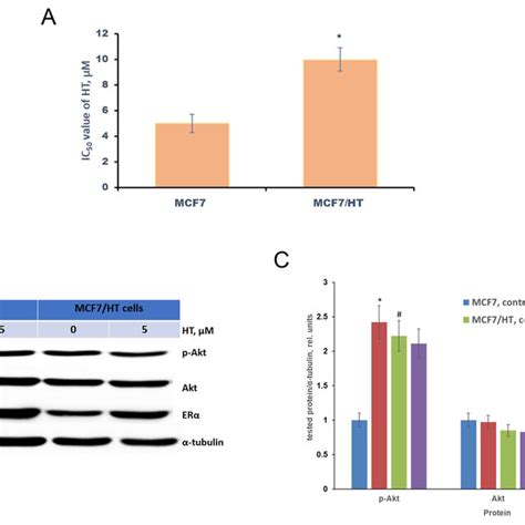 βIII tubulin expression in breast cancer cell lines A