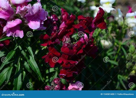 Colorful Snapdragons In The Garden Close Up Stock Photo Image Of