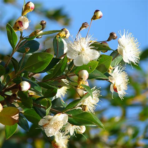 Myrtus Communis True Myrtle Myrtle 200 Seed Pack Online Seed Store