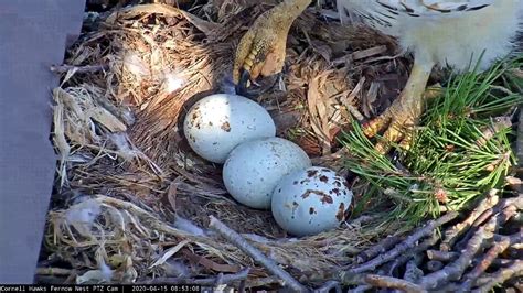 Red Tailed Hawk Eggs