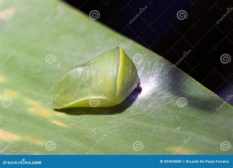 Green Chrysalis Under Green Leaf Stock Photo Image Of Transformation